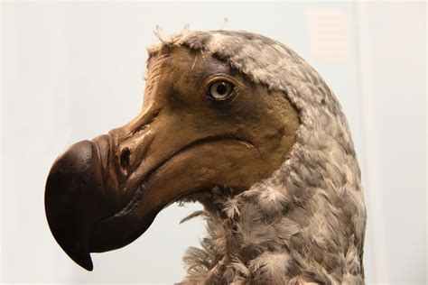 Dodo Tales: 17th-Century Observations Suggests Later Extinction Date ...