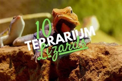 Terrarium Lizards: 10+ Species You'll Love from the Gec-Ko