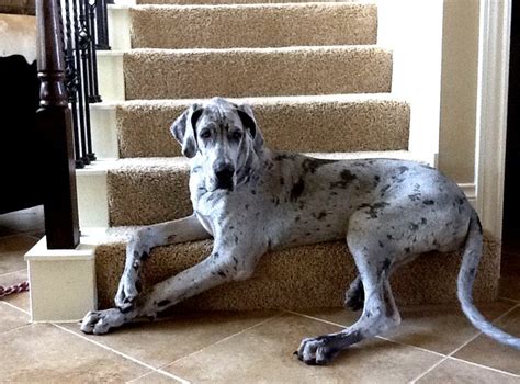 blue merle great dane … | Dane puppies, Dane dog, Great dane dogs