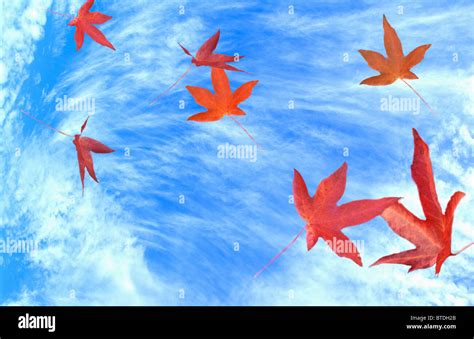 Leaves blowing hi-res stock photography and images - Alamy