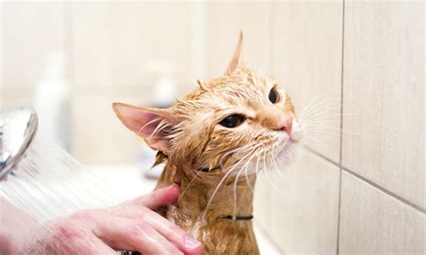 Do I Need to Bathe My Cat? | Zoetis Petcare