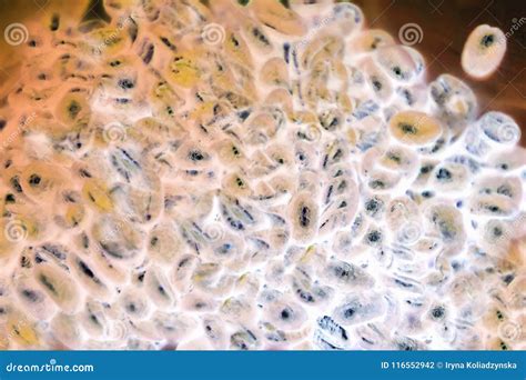 Some Bacteria Or Virus In Its Microscopic Environment Royalty-Free Stock Image | CartoonDealer ...