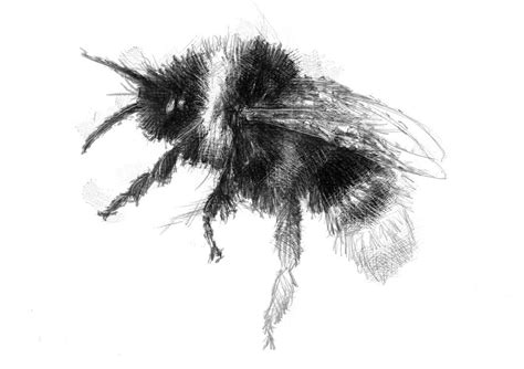 Bumble bee | SeanBriggs | Bee drawing, Bee sketch, Bee