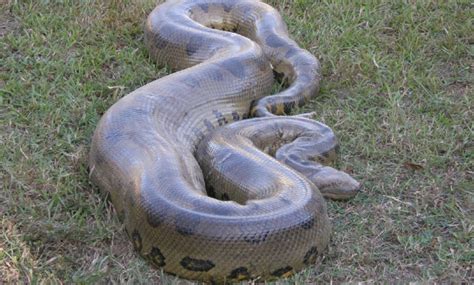 The terrifyingly large green anaconda is the world’s biggest snake