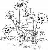 Pansy Flower Coloring Page  Free Printable Pages For Kids sketch template