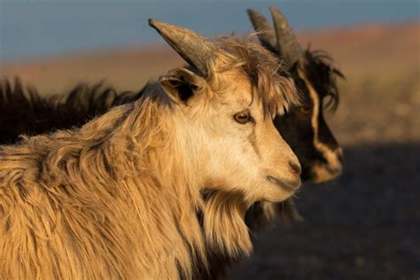 Cashmere Goats in Mongolia | Copyright-free photo (by M. Vorel) | LibreShot