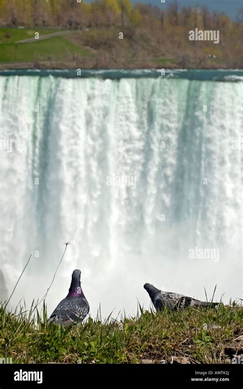 Pigeon pigeons waterfall hi-res stock photography and images - Alamy