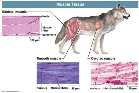 Gallery For > Animal Muscle Tissues | Muscle tissue, Animals, Muscle