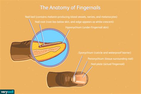 Parts of the Nail: Structure and How They Grow