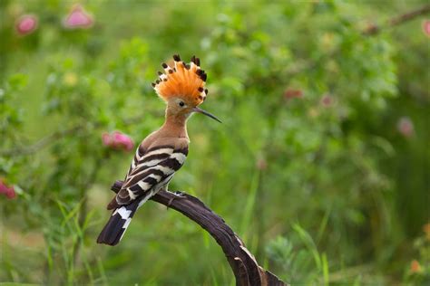 Hoopoe - A-Z Animals