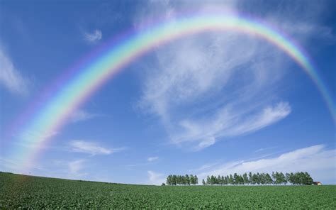 Wallpaper : rainbow, sky, clear, from below, arch, trees, summer, field ...