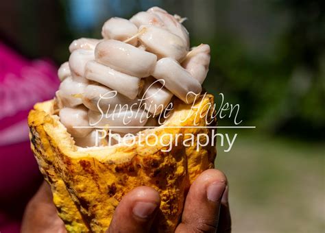 Inside of a Cacao Pod/cocoa Pod Nature Photography Instant Download ...