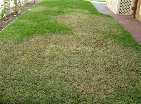 How To Get Rid Of Army Worms In Your Lawn In Sydney - Lawn Green