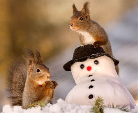 Squirrels celebrating Christmas caught on camera | Weird | News ...