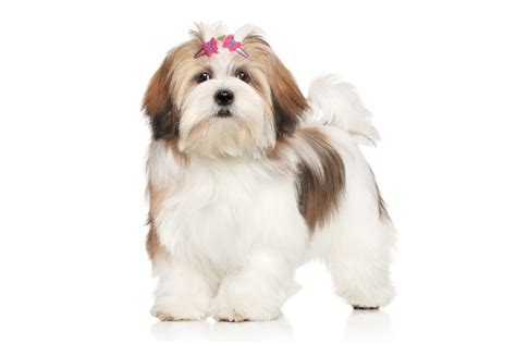 Lhasa Apso - Wiki Pets