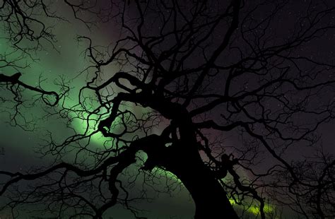 Aurora,tree,nature,night,sky - free image from needpix.com