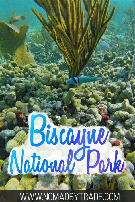 Key Biscayne National Park Snorkeling - absolutenessnews