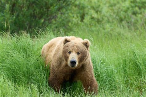 Two bear cubs spotted on Florida road - 3,600 miles from their native ...