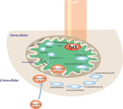 Blue Light Photodynamic Therapy With Aminolevulinic Acid | Shelly Lighting