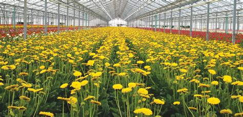 Gerbera Flower Farming In Polyhouse | Best Flower Site