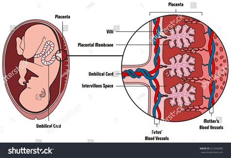 Human Fetus Placenta Anatomy Diagram All: vetor stock (livre de ...