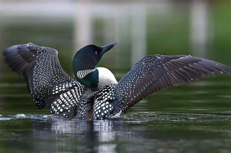 Loon Symbolism - Spirit Animal Totems