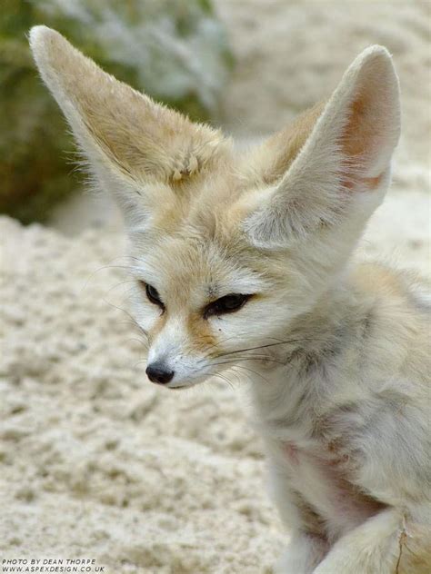 Fun Facts About Cute Animals – Fennec Fox | Explore | Awesome Activities & Fun Facts | CBC Kids