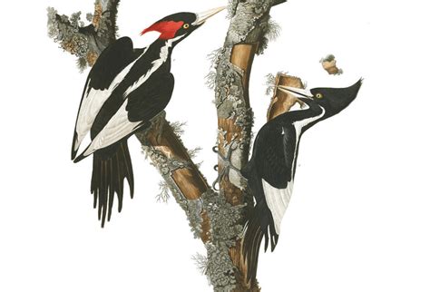 The ‘Lord God Bird’ Might be Extinct, But the Story of the Ivory-Billed Woodpecker Isn’t Over ...