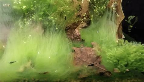 Do Shrimp Eat Algae? – Aquarium Shrimp Keeping