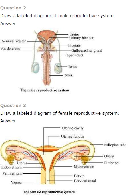 [DIAGRAM] Male Reproductive System Diagram Blank And Answers ...