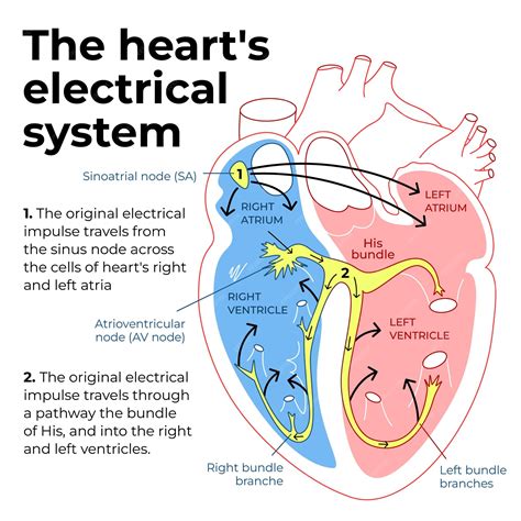 Conduction System Of The Heart Diagram