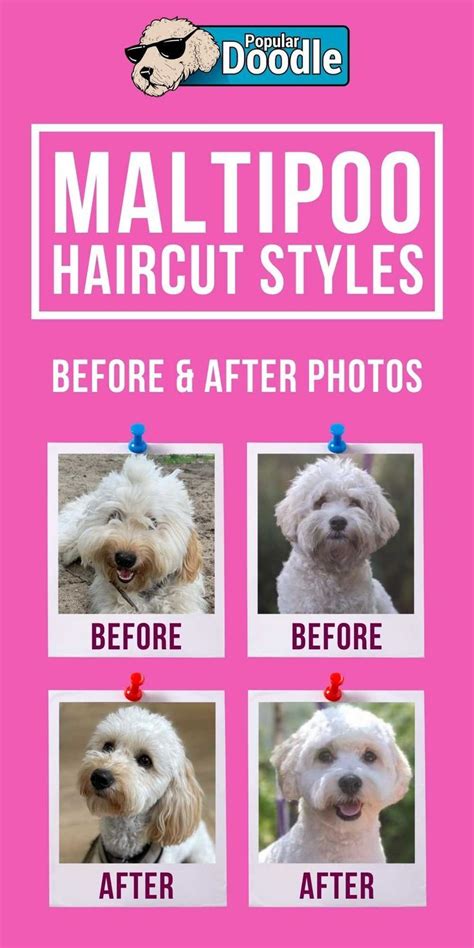 Maltipoo Haircuts: Before & After Photos of Grooming Styles! | Maltipoo haircuts, Maltipoo ...