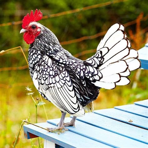 This regal cockerel looks proudly over the farm. What a beautiful bird! #chicken #cockerel #farm ...