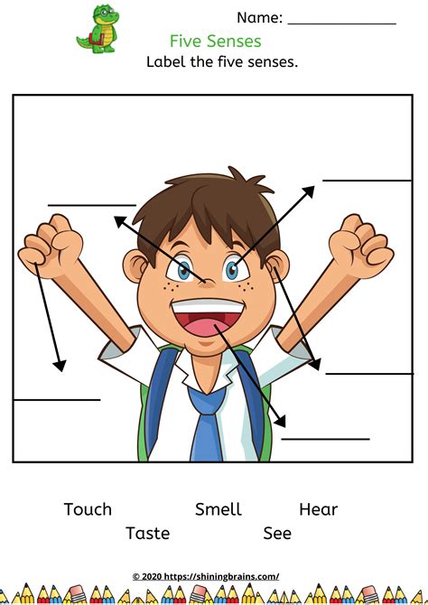 Five Senses Worksheets - Free Science worksheets | ShiningBrains.com