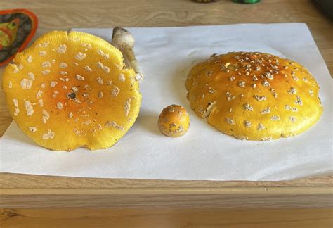 Amanita muscaria identification help : r/Mushrooms