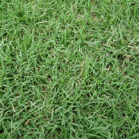 Shop Bermuda Grass Sod | Sod Solutions