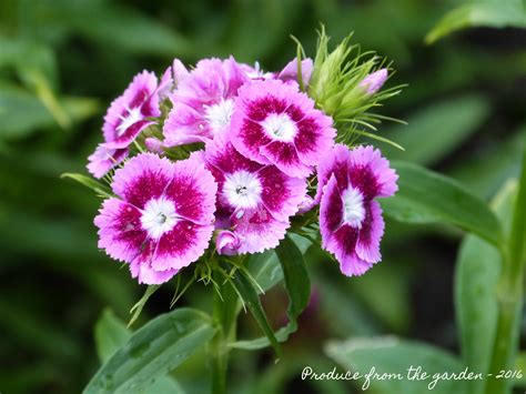 Sweet William, a stonking good cut flower