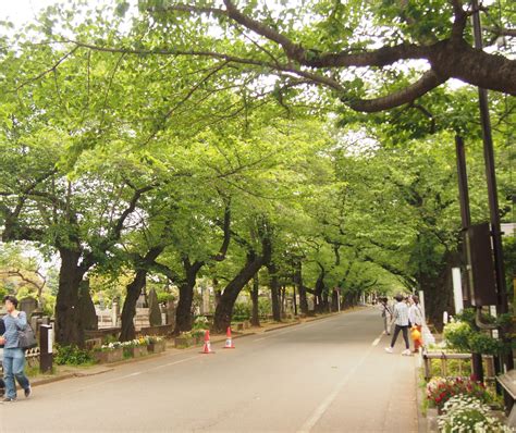 Yanaka Cemetery : Hiro8 Japanese Culture Blog