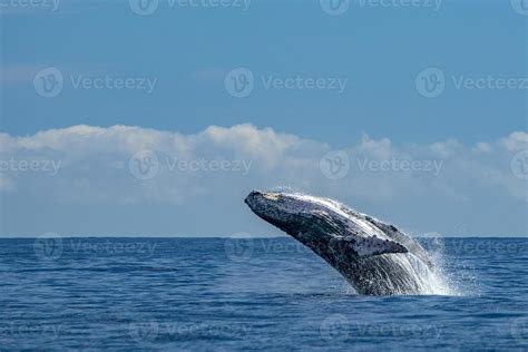 humpback whale breaching 18808086 Stock Photo at Vecteezy