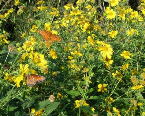 Collect and Sow Native Seeds for Your Spring Butterfly Garden Now – Texas Butterfly Ranch