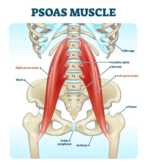 9 Hip Flexor Exercises Bands: Increase Strength & Hip Mobility