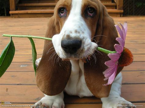 Basset Hound Wallpapers - Wallpaper Cave