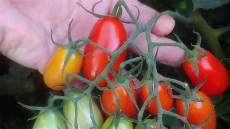 Juliet Tomato Plant Care - A Must-Read Growing Guide