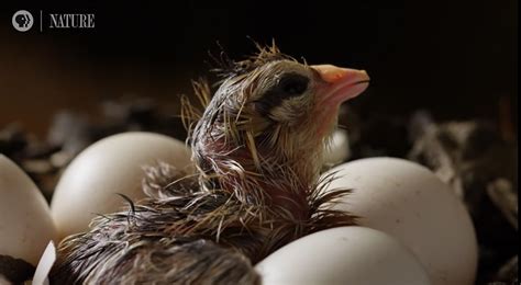 How does a chick hatch from an egg? – The Kid Should See This