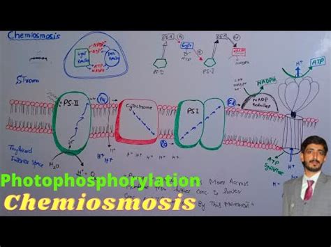 Chemiosmosis | Photophosphorylation | Biology 11th | Chapter 11 ...