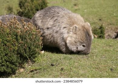 343 Baby Wombat Royalty-Free Images, Stock Photos & Pictures | Shutterstock