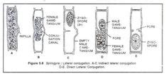 Stages in Scalariform conjugation of Spirogyra | Life cycles, Cycle, Life