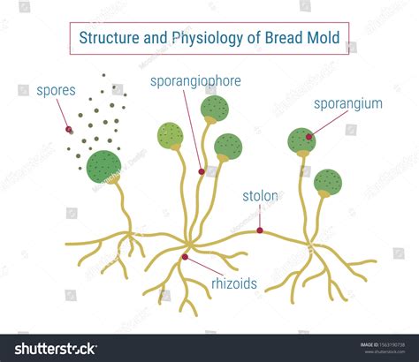 Fungi Diagram Labeled