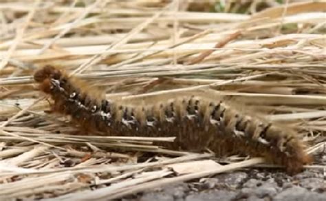 Zombie Caterpillars Are Exploding in England (Seriously)