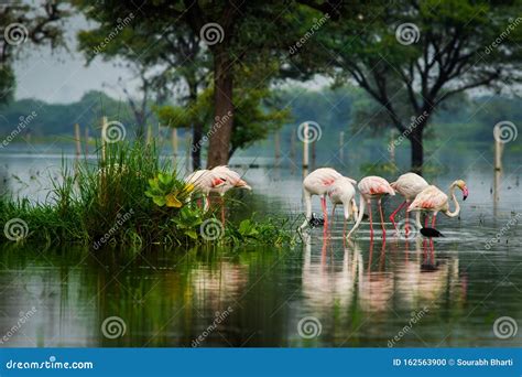 Greater Flamingo Flock in Natural Habitat in a Early Morning Hour ...